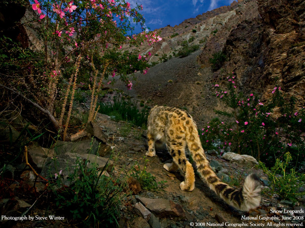 Обои картинки фото животные, снежный, барс, ирбис