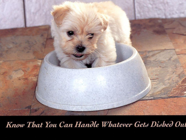 Обои картинки фото животные, собаки