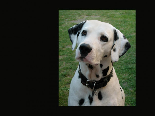 Обои картинки фото животные, собаки