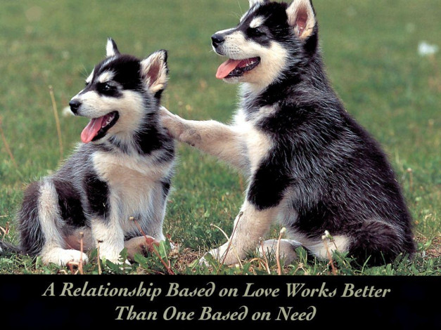 Обои картинки фото животные, собаки