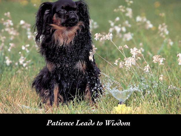 Обои картинки фото животные, собаки