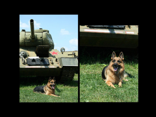 Обои картинки фото животные, собаки