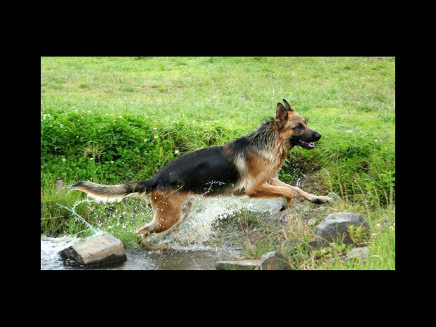 Обои картинки фото животные, собаки