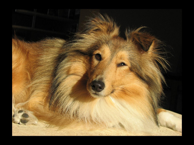 Обои картинки фото животные, собаки