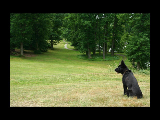 Обои картинки фото животные, собаки
