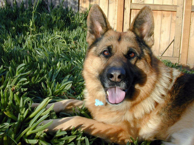 Обои картинки фото животные, собаки