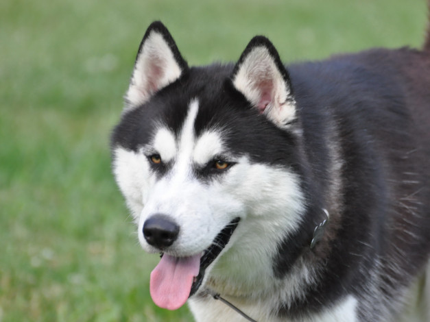 Обои картинки фото животные, собаки