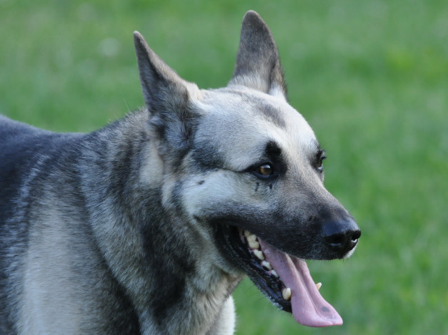 Обои картинки фото животные, собаки