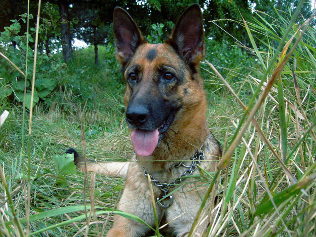 Обои картинки фото животные, собаки