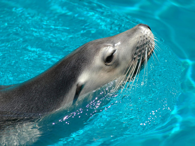 Обои картинки фото животные, тюлени, морские, львы, котики