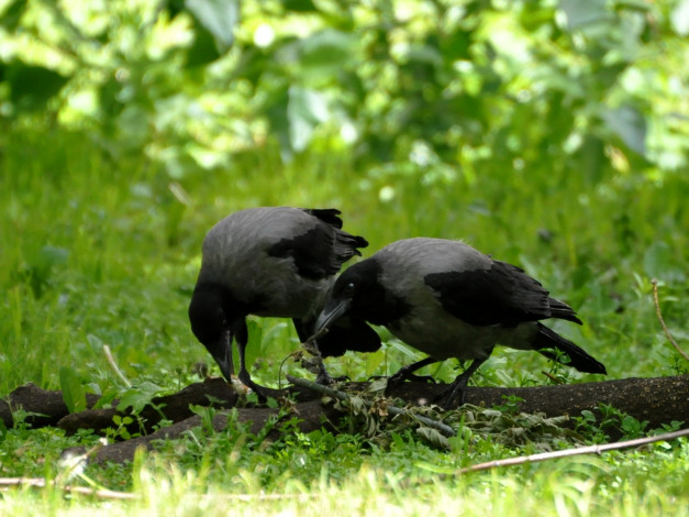 Обои картинки фото животные, вороны, грачи, галки