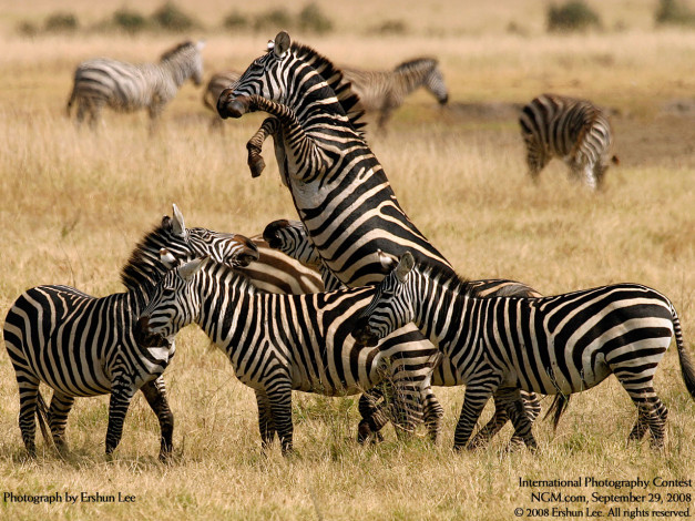 Обои картинки фото животные, зебры