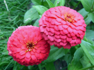 Картинка цветы цинния