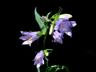 Картинка цветы колокольчики