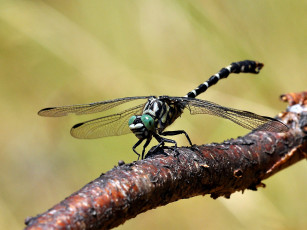 Картинка животные стрекозы