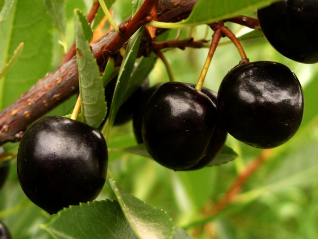 Обои картинки фото 