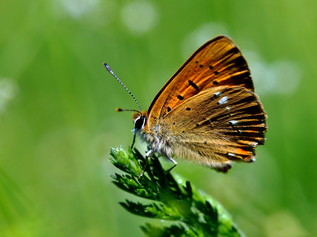 Обои картинки фото животные, бабочки