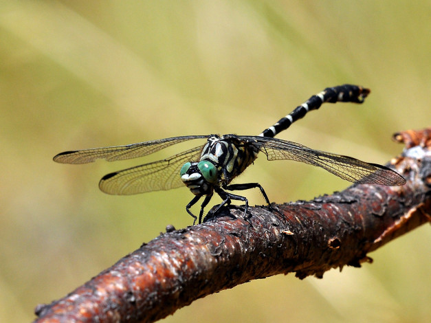 Обои картинки фото животные, стрекозы
