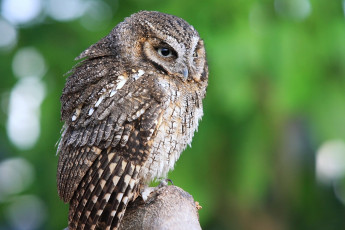 Картинка животные совы перья