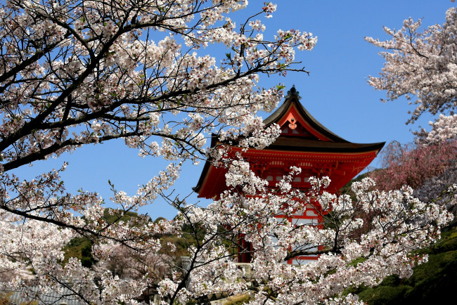 Обои картинки фото природа, деревья, пагода, сакура