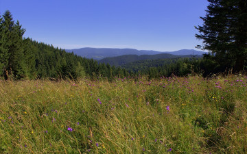 Картинка природа луга горы деревья луг трава цветы