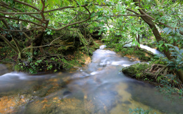 Картинка природа реки озера река деревья