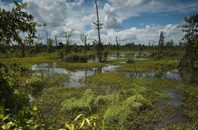 Обои картинки фото природа, другое, болото, облака, деревья