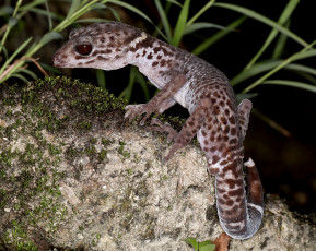 Картинка животные Ящерицы +игуаны +вараны геккон