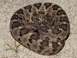 обоя животные, змеи,  питоны,  кобры, змея