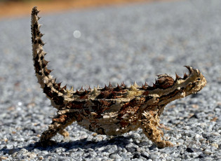 Картинка животные Ящерицы +игуаны +вараны ящерица рогатая пустыня