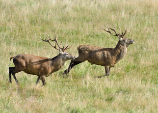 Картинка животные олени степь трава