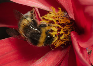 Картинка животные пчелы +осы +шмели шмель цветок