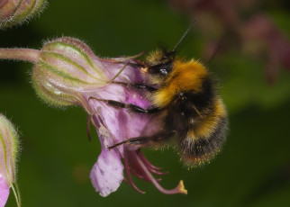 Картинка животные пчелы +осы +шмели шмель цветок