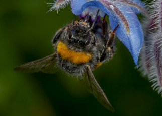 Картинка животные пчелы +осы +шмели шмель цветок