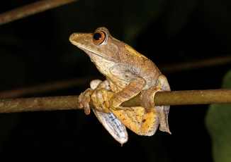 Картинка животные лягушки лягушка