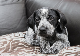 Картинка животные собаки щенок