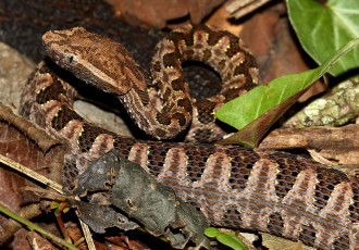 Картинка животные змеи +питоны +кобры змея