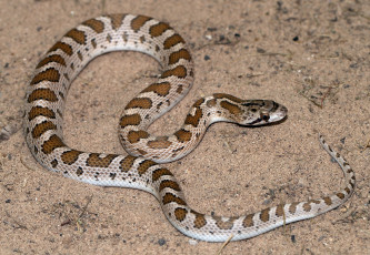 Картинка животные змеи +питоны +кобры змея