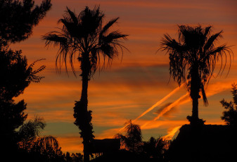 Картинка природа тропики закат силуэты пальмы