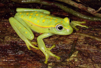 Картинка животные лягушки лягушка