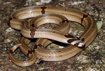 Картинка животные змеи +питоны +кобры змея