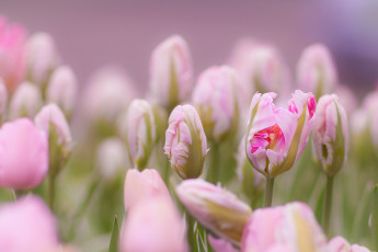 Картинка цветы тюльпаны нежность бутоны