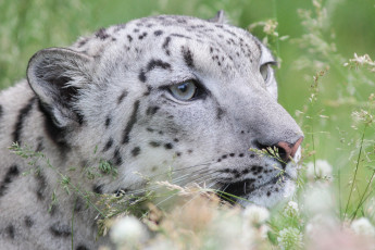 Картинка животные снежный+барс+ ирбис охота трава снежный барс