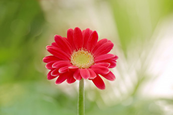 Картинка цветы орхидеи красная гербера цветок