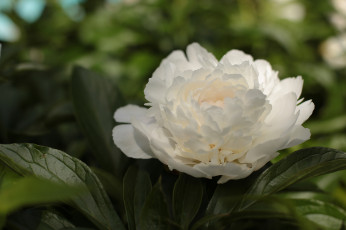 Картинка цветы пионы куст белые