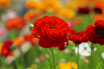 Картинка цветы ранункулюс+ азиатский+лютик красный мак цветок поле
