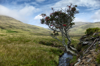 Картинка природа деревья дерево ручей ложбина холмы