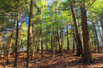 Картинка природа лес бор сосновый