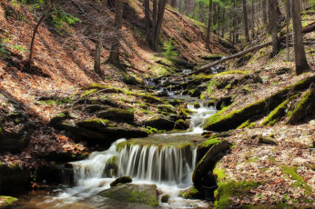 Картинка природа реки озера пороги лес река