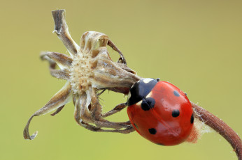 Картинка животные божьи+коровки божья коровка цветок